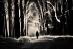 The Path Home